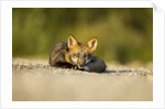 Red Fox, Gillam, Manitoba, Canada by Anonymous