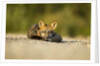 Red Fox, Gillam, Manitoba, Canada by Anonymous