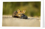 Red Fox, Gillam, Manitoba, Canada by Anonymous
