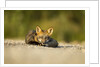 Red Fox, Gillam, Manitoba, Canada by Anonymous