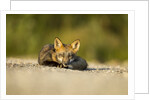 Red Fox, Gillam, Manitoba, Canada by Anonymous