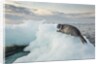 Ringed Seal Pup on Iceberg, Nunavut Territory, Canada by Anonymous