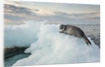 Ringed Seal Pup on Iceberg, Nunavut Territory, Canada by Anonymous