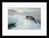 Ringed Seal Pup on Iceberg, Nunavut Territory, Canada by Anonymous