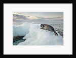 Ringed Seal Pup on Iceberg, Nunavut Territory, Canada by Anonymous