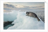 Ringed Seal Pup on Iceberg, Nunavut Territory, Canada by Anonymous