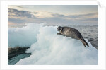 Ringed Seal Pup on Iceberg, Nunavut Territory, Canada by Anonymous