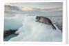Ringed Seal Pup on Iceberg, Nunavut Territory, Canada by Anonymous