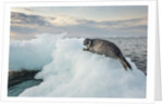 Ringed Seal Pup on Iceberg, Nunavut Territory, Canada by Anonymous