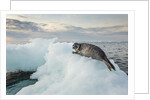 Ringed Seal Pup on Iceberg, Nunavut Territory, Canada by Anonymous