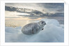 Ringed Seal Pup on Iceberg, Nunavut Territory, Canada by Anonymous