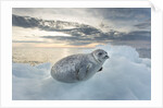 Ringed Seal Pup on Iceberg, Nunavut Territory, Canada by Anonymous