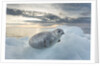 Ringed Seal Pup on Iceberg, Nunavut Territory, Canada by Anonymous