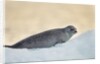 Ringed Seal Pup, Nunavut, Canada by Anonymous