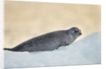 Ringed Seal Pup, Nunavut, Canada by Anonymous