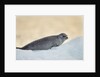 Ringed Seal Pup, Nunavut, Canada by Anonymous