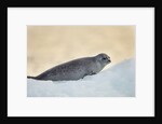 Ringed Seal Pup, Nunavut, Canada by Anonymous