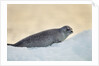 Ringed Seal Pup, Nunavut, Canada by Anonymous