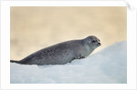 Ringed Seal Pup, Nunavut, Canada by Anonymous