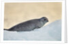 Ringed Seal Pup, Nunavut, Canada by Anonymous