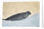 Ringed Seal Pup, Nunavut, Canada by Anonymous