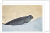 Ringed Seal Pup, Nunavut, Canada by Anonymous