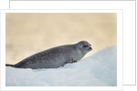 Ringed Seal Pup, Nunavut, Canada by Anonymous