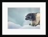 Ringed Seal Pup, Nunavut, Canada by Anonymous