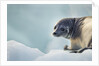 Ringed Seal Pup, Nunavut, Canada by Anonymous