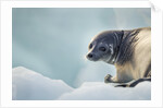 Ringed Seal Pup, Nunavut, Canada by Anonymous