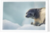 Ringed Seal Pup, Nunavut, Canada by Anonymous