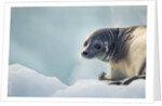 Ringed Seal Pup, Nunavut, Canada by Anonymous