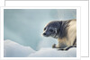 Ringed Seal Pup, Nunavut, Canada by Anonymous