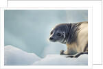 Ringed Seal Pup, Nunavut, Canada by Anonymous
