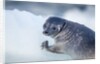 Ringed Seal Pup, Nunavut, Canada by Anonymous