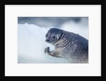 Ringed Seal Pup, Nunavut, Canada by Anonymous