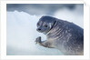 Ringed Seal Pup, Nunavut, Canada by Anonymous