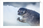Ringed Seal Pup, Nunavut, Canada by Anonymous