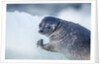Ringed Seal Pup, Nunavut, Canada by Anonymous