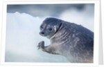 Ringed Seal Pup, Nunavut, Canada by Anonymous
