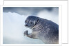 Ringed Seal Pup, Nunavut, Canada by Anonymous