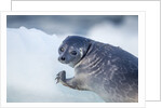 Ringed Seal Pup, Nunavut, Canada by Anonymous