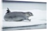 Ringed Seal on Iceberg, Nunavut, Canada by Anonymous