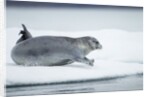 Ringed Seal on Iceberg, Nunavut, Canada by Anonymous
