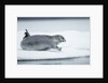 Ringed Seal on Iceberg, Nunavut, Canada by Anonymous