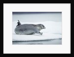 Ringed Seal on Iceberg, Nunavut, Canada by Anonymous