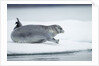 Ringed Seal on Iceberg, Nunavut, Canada by Anonymous
