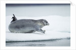 Ringed Seal on Iceberg, Nunavut, Canada by Anonymous