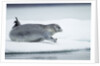 Ringed Seal on Iceberg, Nunavut, Canada by Anonymous