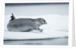 Ringed Seal on Iceberg, Nunavut, Canada by Anonymous